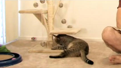 recipt_Kitty.JPG