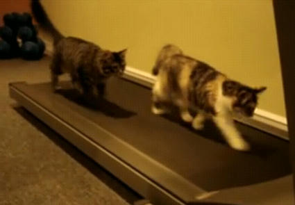 Treadmill_Kittens.JPG