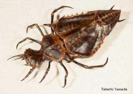 alien_beetle.jpg