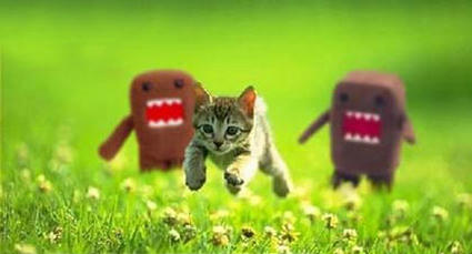 Kitten_chased.jpg