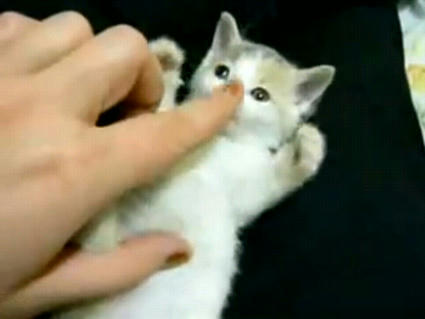 Small_Cute_Kitten.JPG