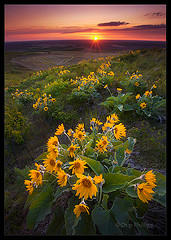 Palouse_Balsam_Root.jpg