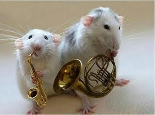 rats-orchestra.jpg