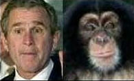 bush01.jpeg