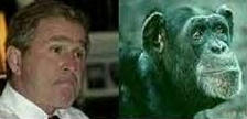 bush02.jpeg