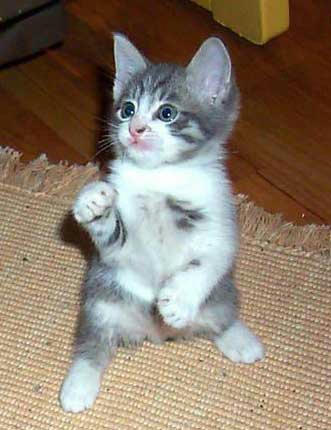 Ninja_kitten.jpg