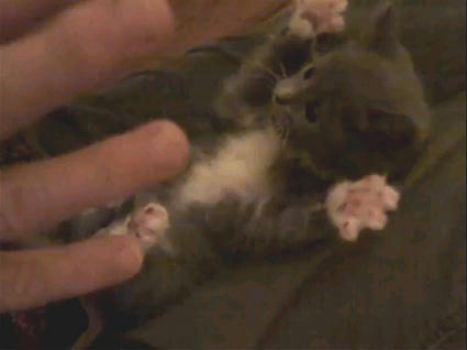 Surprised_Kitty.JPG