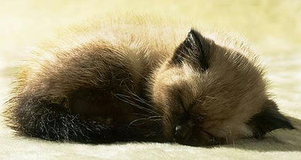 dreaming.jpg