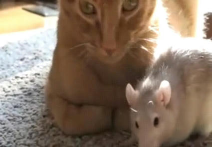 Rat_loves_cat.JPG