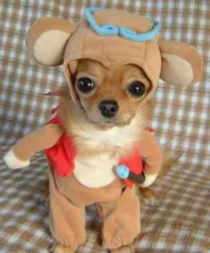 dogs_in_costumes_gokuu.jpg