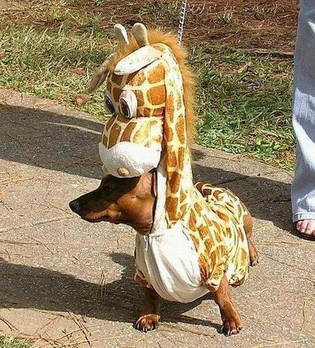 dogs_in_costumes_kirin.jpg