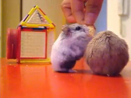 Hamsters_Fighting_Over_Crackers.JPG