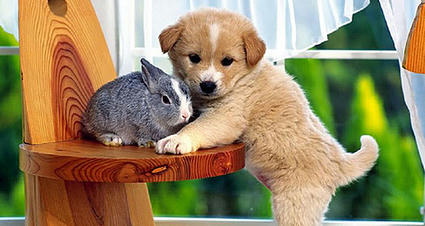 dog_and_rubbit.jpg