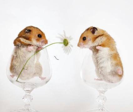 cute_hamsters_06.jpg