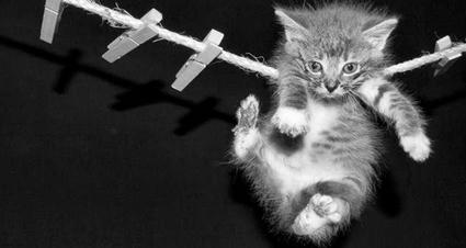 cat_circus.jpg