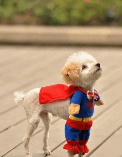 superdog.jpg