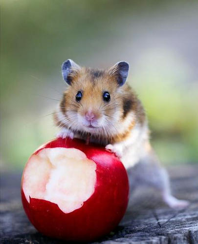 cute-hamsters-5.jpg