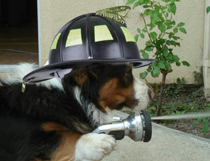 dog_fire_figter.jpg