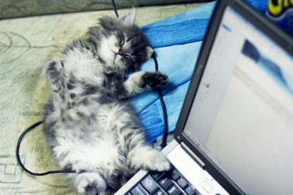 cat_with_pc.jpg