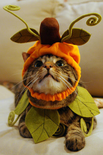 cat_costume_5.jpg