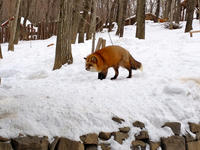 IMG_0908_resize1.jpg