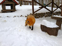 IMG_0926_resize1.jpg