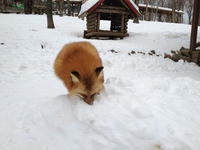 IMG_0928_resize1.jpg