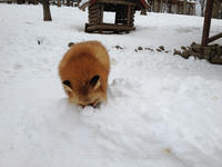 IMG_0929_resize1.jpg