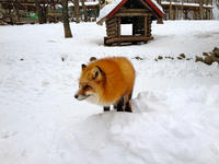 IMG_0930_resize1.jpg