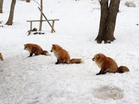 IMG_0936_resize1.jpg