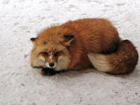 IMG_0939_resize1.jpg