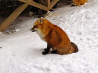 IMG_0943_resize1.jpg