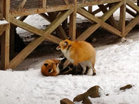 IMG_0946_resize1.jpg
