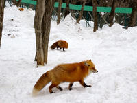 IMG_0955_resize1.jpg