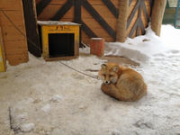 IMG_0982_resize1.jpg