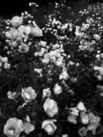 090327.jpg