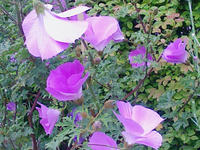 ebaea8a8.jpg