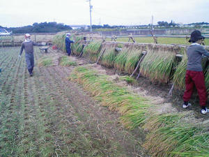 NEC_0241.JPG