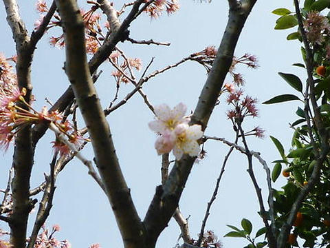 P1040485.JPG