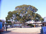 RIMG0972.JPG