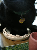 暖をとる黒猫