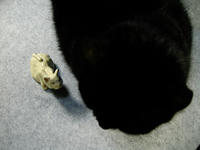 阿吽土鈴猫【シロ】新顔