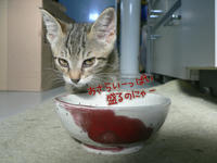 326号　猫象嵌辰砂釉鉢