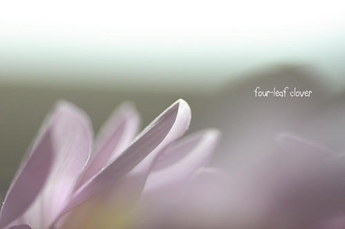スプレー菊（２）