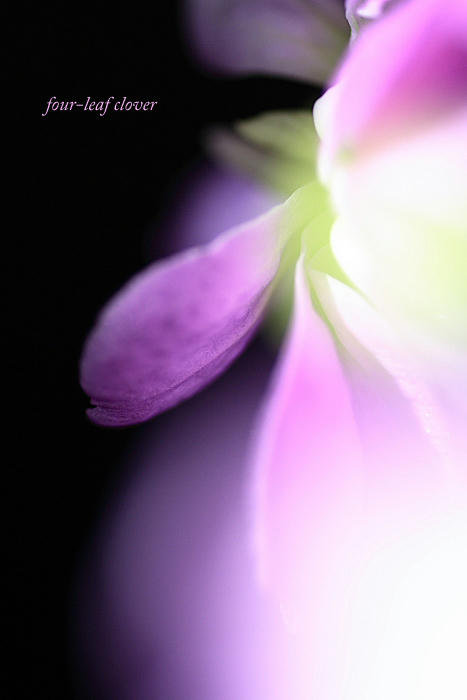 ストックの花