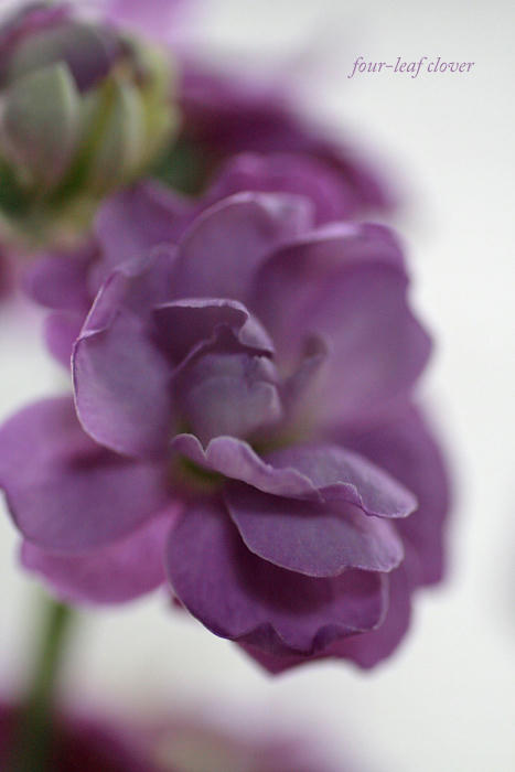 ストックの花