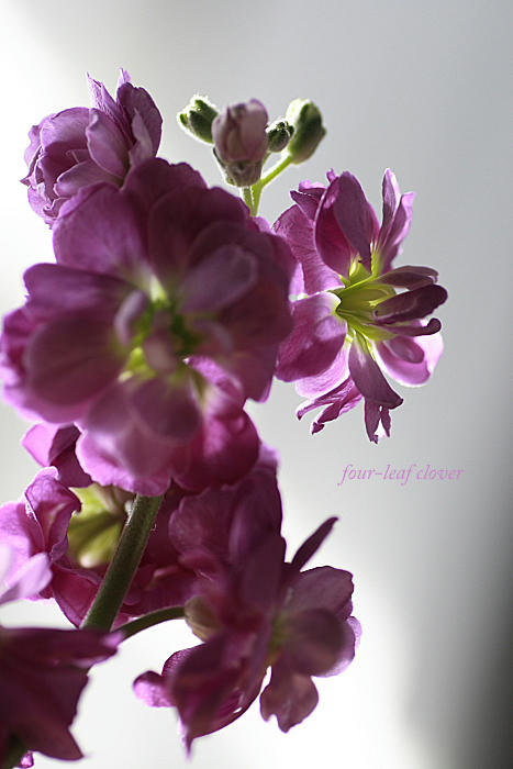 ストックの花