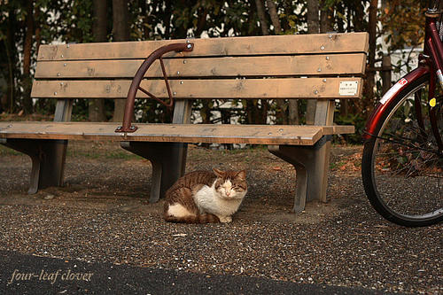 公園の猫ちゃん