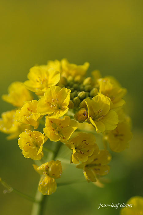 菜の花