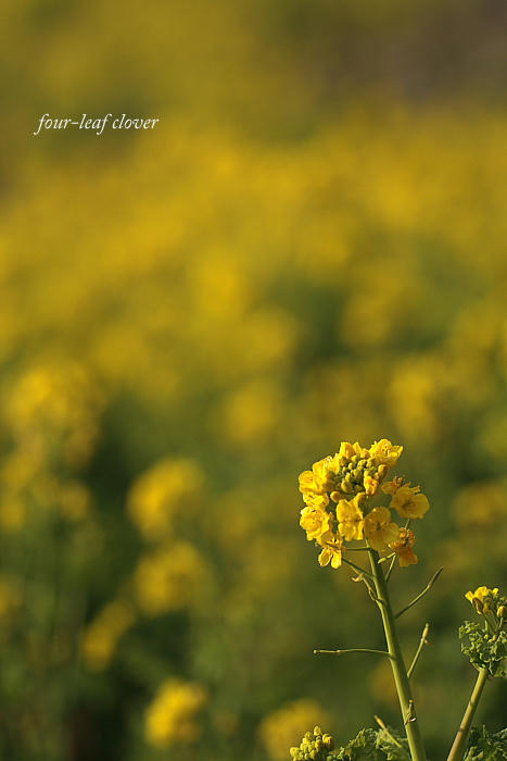 お花畑の1本